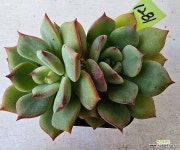 썬세이션1281 : 다육식물 - 엑스플랜트