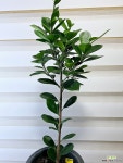 [프랑스고무나무] 중품 공기정화 J0276 -동일품 배송- 높이73cm 폭20cm : 공기정화식물 - 엑스플랜트