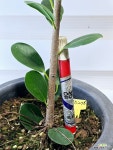 [프랑스고무나무] 중품 공기정화 J0276 -동일품 배송- 높이73cm 폭20cm : 공기정화식물 - 엑스플랜트