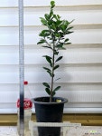 [프랑스고무나무] 중품 공기정화 J0276 -동일품 배송- 높이73cm 폭20cm : 공기정화식물 - 엑스플랜트