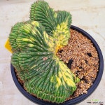 대능주금철화 46 : 선인장 - 엑스플랜트