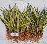 천광 : 기타 동양란 - 엑스플랜트