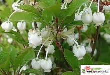 단풍철쭉-농장이전 반값판매 103029 : 야생화 - 엑스플랜트