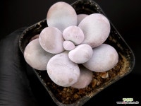 문스톤 71-85 : 다육식물 - 엑스플랜트