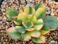 양진금 13-254 : 다육금 - 엑스플랜트