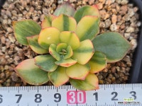 양진금 13-254 : 다육금 - 엑스플랜트