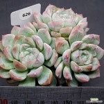 미로1102-626 : 다육식물 - 엑스플랜트