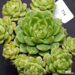 골드밀1102-714 : 다육식물 - 엑스플랜트