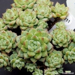 골드밀1102-711 : 다육식물 - 엑스플랜트