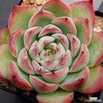 아모르1106-642 : 다육식물 - 엑스플랜트