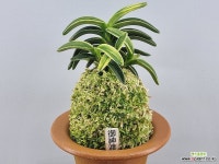 어신도 : 풍란 부귀란(명품관) - 엑스플랜트