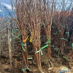 삭제 : 과일/열매 나무 묘목 - 엑스플랜트