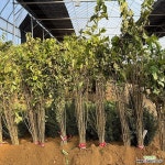 꾸지뽕나무 묘목 (실생1년생) 뽕나무묘목 특용수 약용수 [모든원예조경] : 특용(약용)나무 묘목 - 엑스플랜트 꾸지뽕나무 묘목 (실생1년생)... 