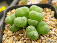 청희 211-1892 : 코노피튬 - 엑스플랜트