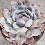 286 먼로 : 다육식물 - 엑스플랜트