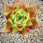 공독(영다육) : 다육식물 - 엑스플랜트