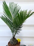 [소철] 남부노지월동 J0315 -동일품 배송- 높이35cm 폭25cm : 공기정화식물 - 엑스플랜트
