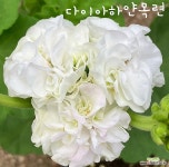 제라늄. 다이아하얀목련 : 관엽식물 - 엑스플랜트
