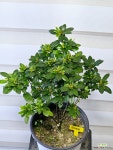[장미철쭉] 베란다월동 남부노지월동 J0318 -동일품 배송- 높이38cm 폭25cm : 야생화 - 엑스플랜트