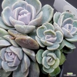 타이니버거1114-422 : 다육식물 - 엑스플랜트