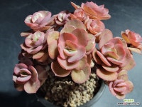 수연 자연군생 79 : 다육식물 - 엑스플랜트