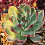 쁘띠엔젤 : 다육금 - 엑스플랜트