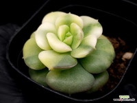 니크셔나금 C-5 : 다육식물 - 엑스플랜트