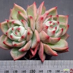 플로라1118-627 : 다육식물 - 엑스플랜트