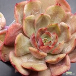 키세스1118-653 : 다육식물 - 엑스플랜트