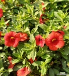 밀레니엄벨(레드오렌지),슈퍼벨 : 야생화 - 엑스플랜트