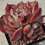 화사1119-87 : 다육식물 - 엑스플랜트