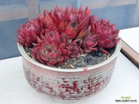 도원분25629하부소성균열 : 다육화분 - 엑스플랜트