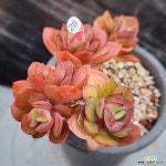 줄리아나 1120-328 : 다육식물 - 엑스플랜트