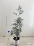 (단품)블루아이스 엘사트리 묵은둥이 : 공기정화식물 - 엑스플랜트