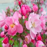 충주원예조경(나무) 수사해당화 3년생 개화주 : 조경나무 묘목 - 엑스플랜트