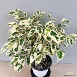 무늬벤자민 (동일품배송) : 관엽식물 - 엑스플랜트