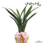 산천보세(4-5촉)/난/동양란/풍란/원예종/꽃/난키우기/농장/분갈이/나라아트 : 기타 동양란 - 엑스플랜트