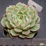 벤바디스1123-805 : 다육식물 - 엑스플랜트