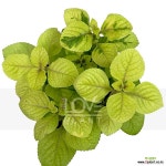 무늬스웨디시아이비 : 공기정화식물 - 엑스플랜트