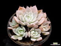 양로 106- : 다육식물 - 엑스플랜트