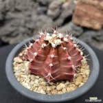 담시 11-25 : 선인장 - 엑스플랜트