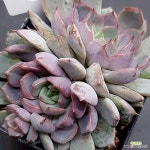 스타제이1127-721 : 다육식물 - 엑스플랜트