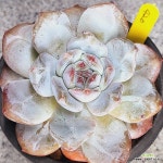 420 먼로 : 다육식물 - 엑스플랜트