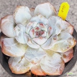 420 먼로 : 다육식물 - 엑스플랜트