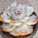 420 먼로 : 다육식물 - 엑스플랜트