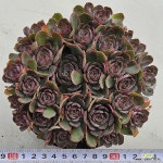 부케플로라1129-46 : 다육식물 - 엑스플랜트