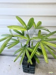 [서황금] J0366 -동일품 배송- 높이60cm 폭60cm 무늬가아름다운 공기정화식물 : 공기정화식물 - 엑스플랜트