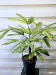 [서황금] J0366 -동일품 배송- 높이60cm 폭60cm 무늬가아름다운 공기정화식물 : 공기정화식물 - 엑스플랜트