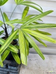 [서황금] J0366 -동일품 배송- 높이60cm 폭60cm 무늬가아름다운 공기정화식물 : 공기정화식물 - 엑스플랜트