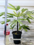 [서황금] J0366 -동일품 배송- 높이60cm 폭60cm 무늬가아름다운 공기정화식물 : 공기정화식물 - 엑스플랜트